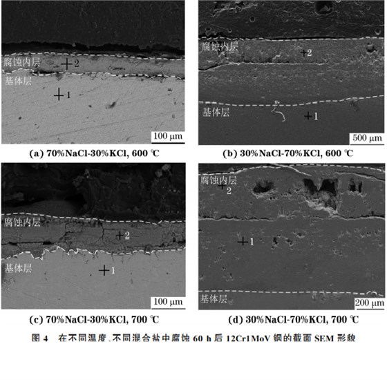 在不同溫度、不同混合鹽中腐蝕６０h后１２Cr１MoV鋼的截面SEM 形貌