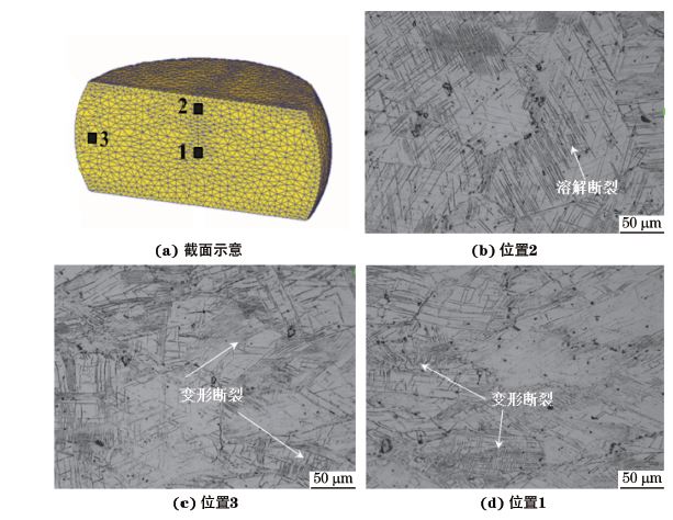 圖３ 在９８０ ℃、應變速率為０．０１０s－１下壓縮至應變量為３０％后GH４１６９合金不同區(qū)域的顯微組織