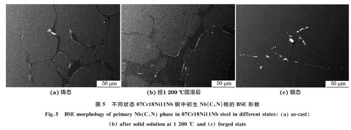 圖5 不同狀態(tài)07Cr18Ni11Nb鋼中初生 Nb(C，N)相的 BSE形貌